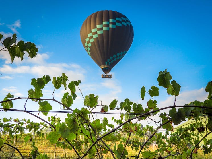 Flying over vineyards