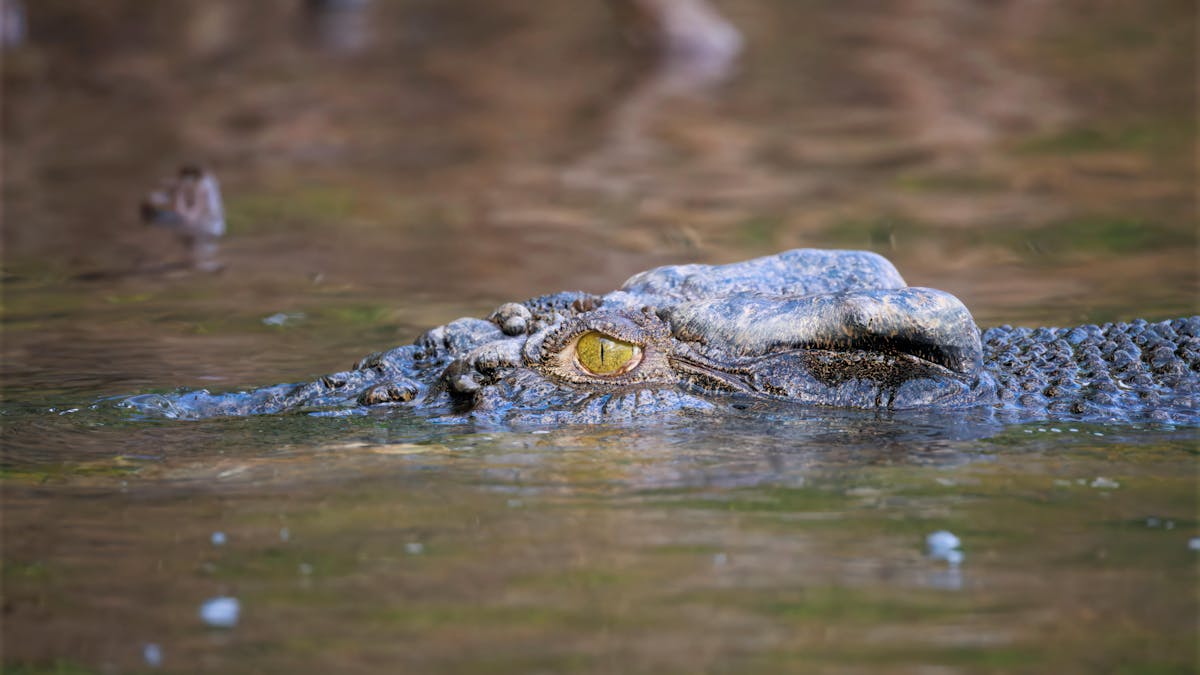 Saltwater crocodile captured on the Daintree River by Andrew Tunney Photography