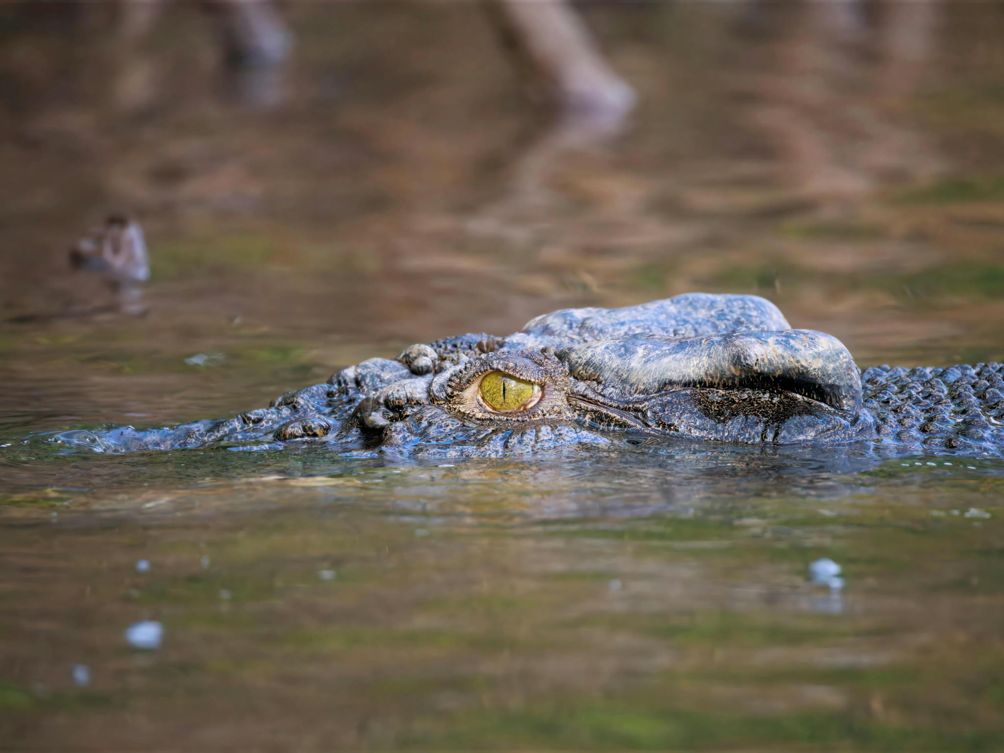 Saltwater crocodile captured on the Daintree River by Andrew Tunney Photography Saltwater crocodile captured on the Daintree River by Andrew Tunney Photography