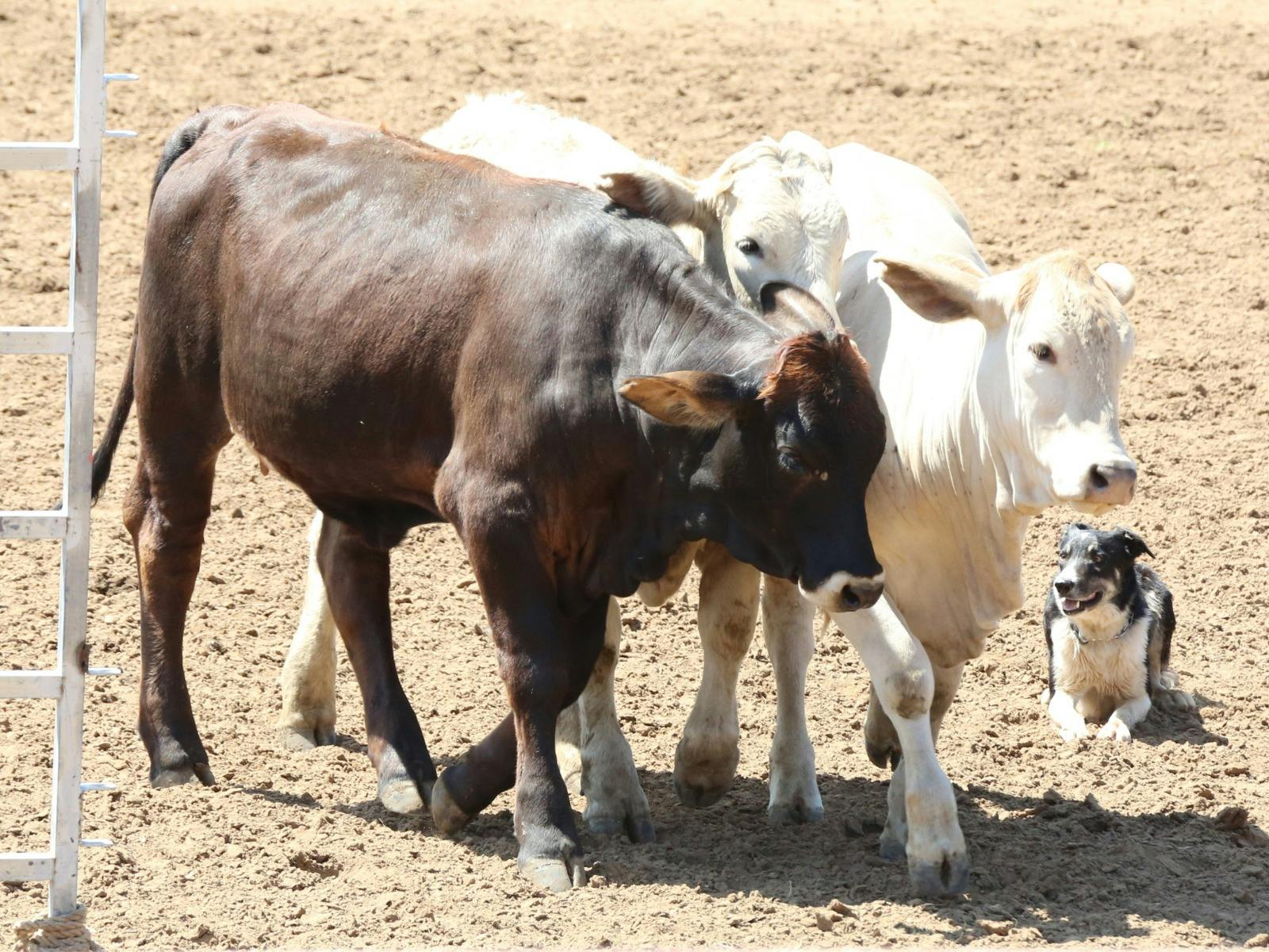 Injune Cattle Dog Trial