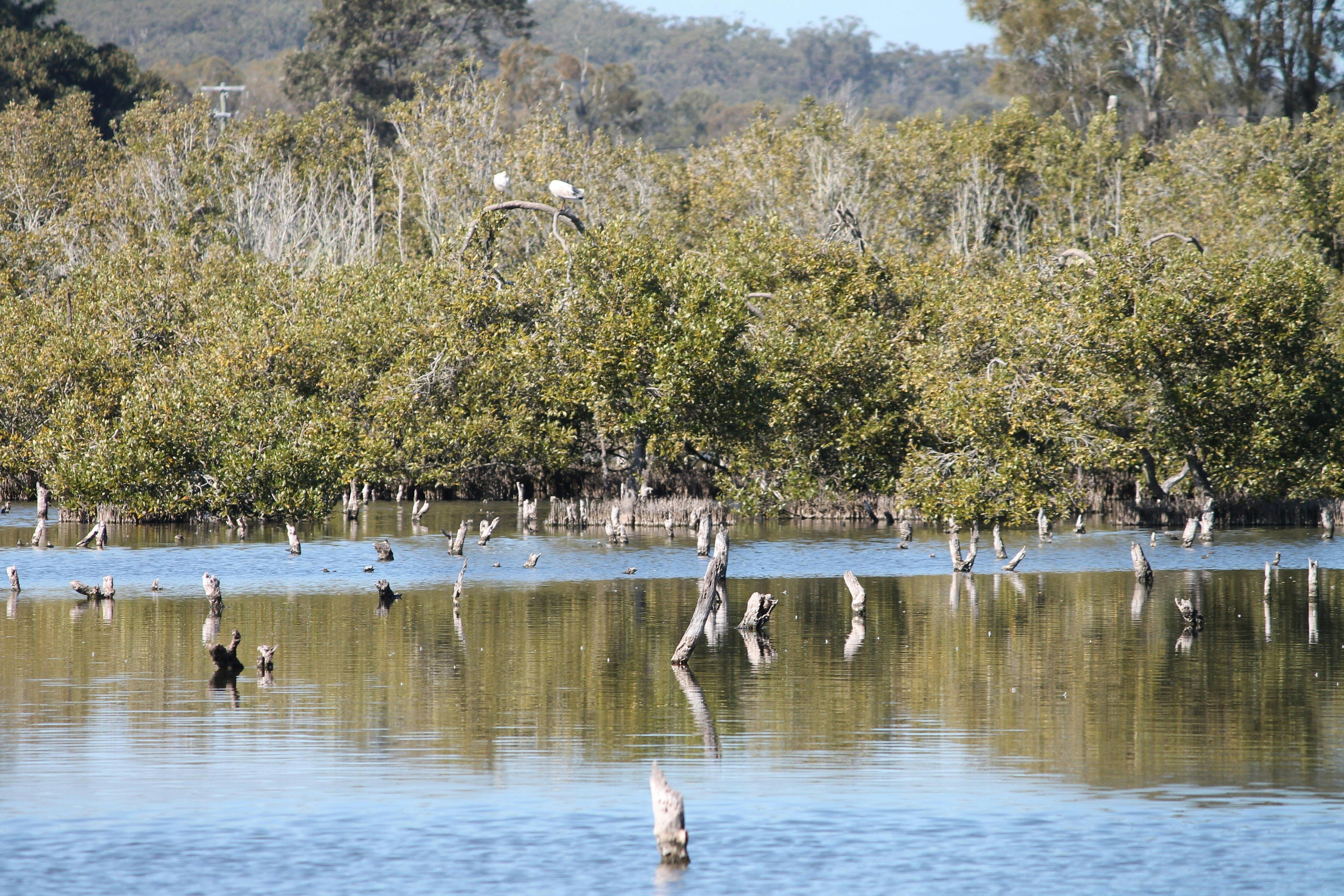 Birds in the waterway
