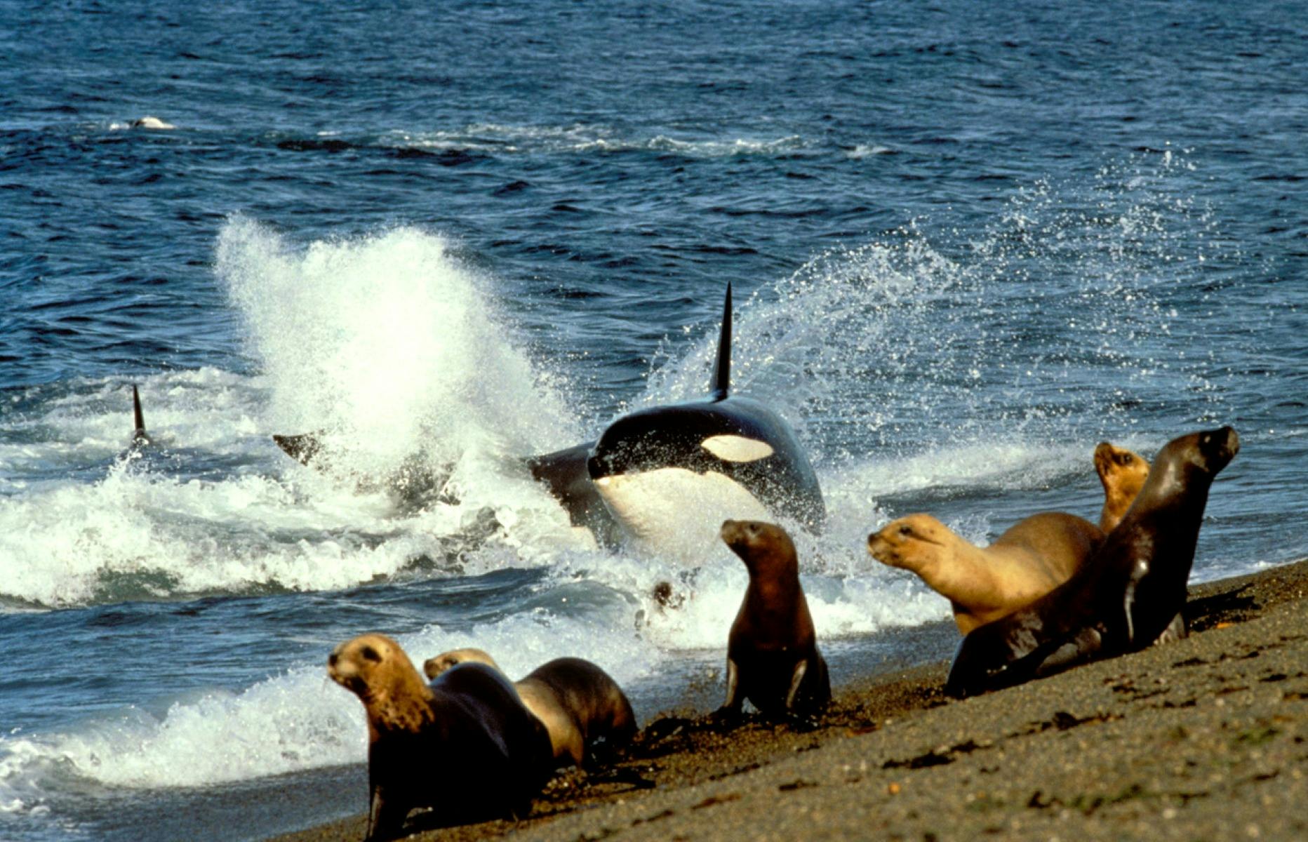 Killer Whales: The Wolves of the Sea