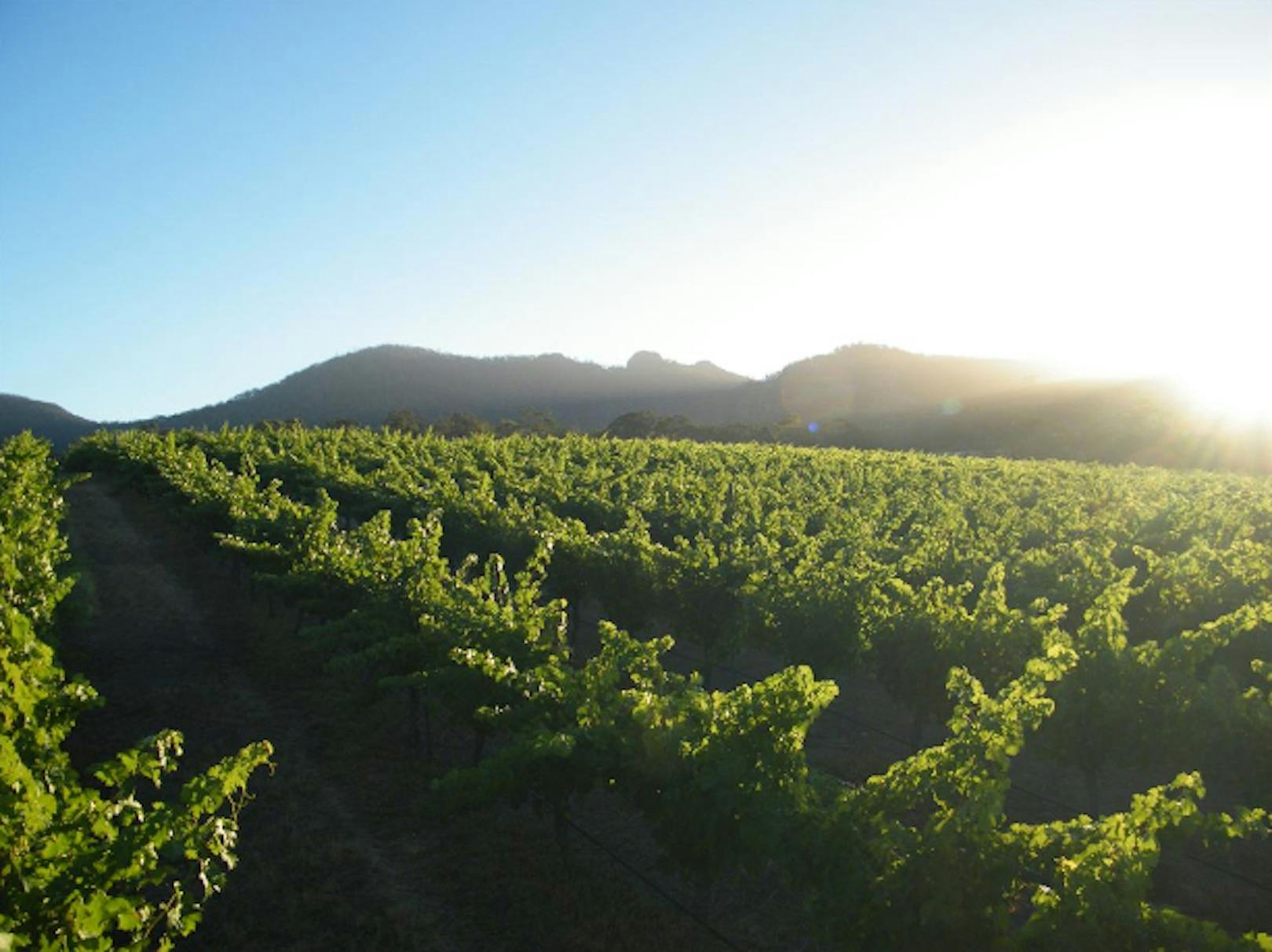Ironwood Estate Wines