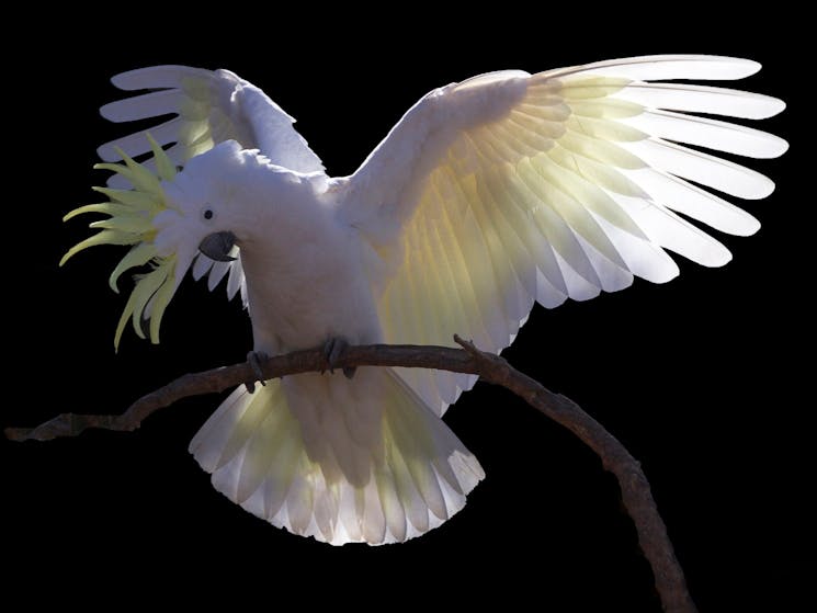 White Cockatoo landing