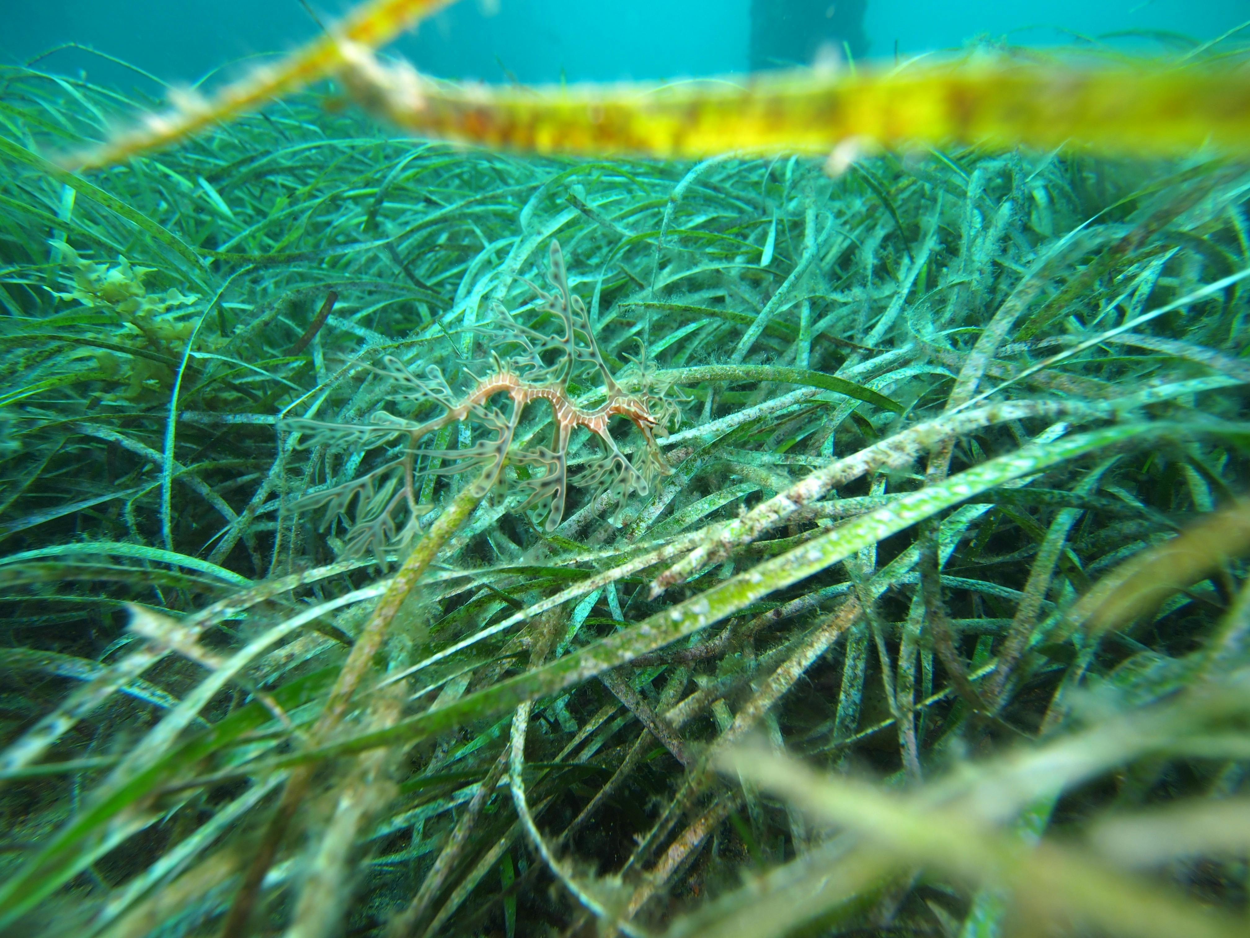 Juvenile Leafy Seadragon at Rapid Bay
