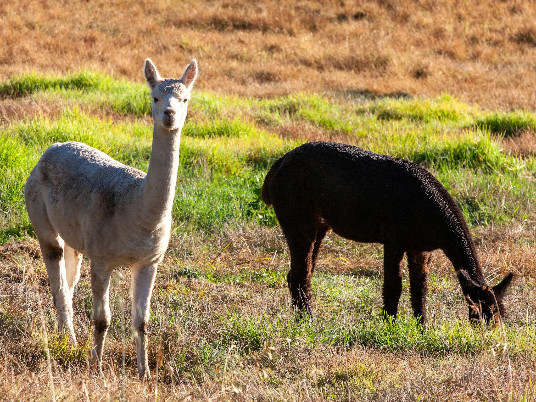 Depending on when you visit, our property may have alpacas, sheep, jersey cows