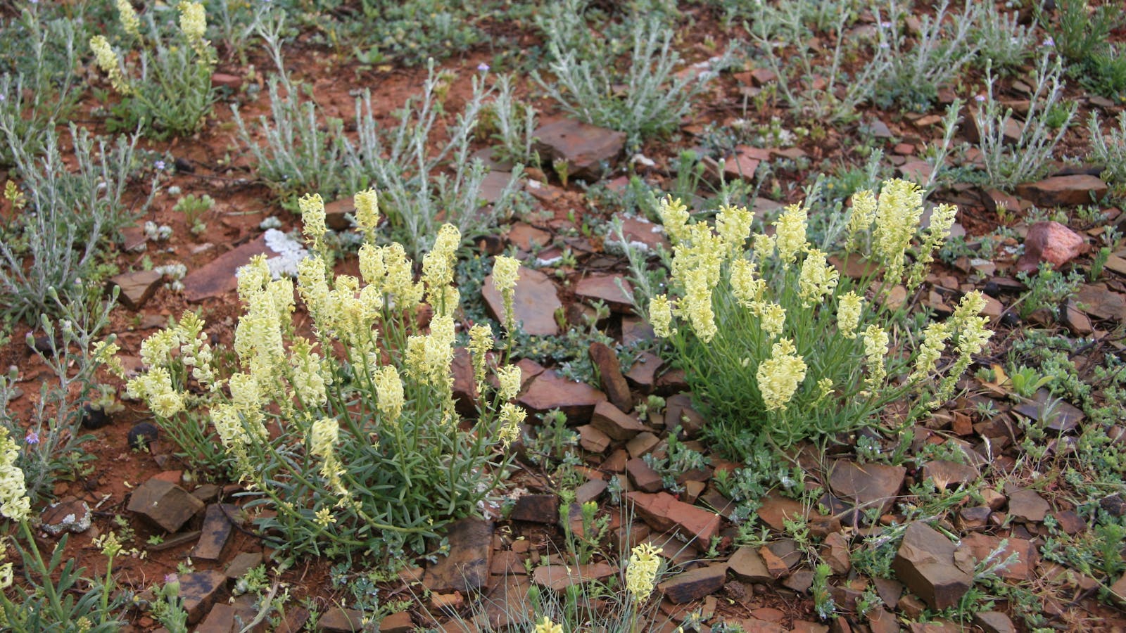 Brachina Gorge Geological Trail