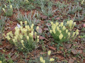 beautiful flowers