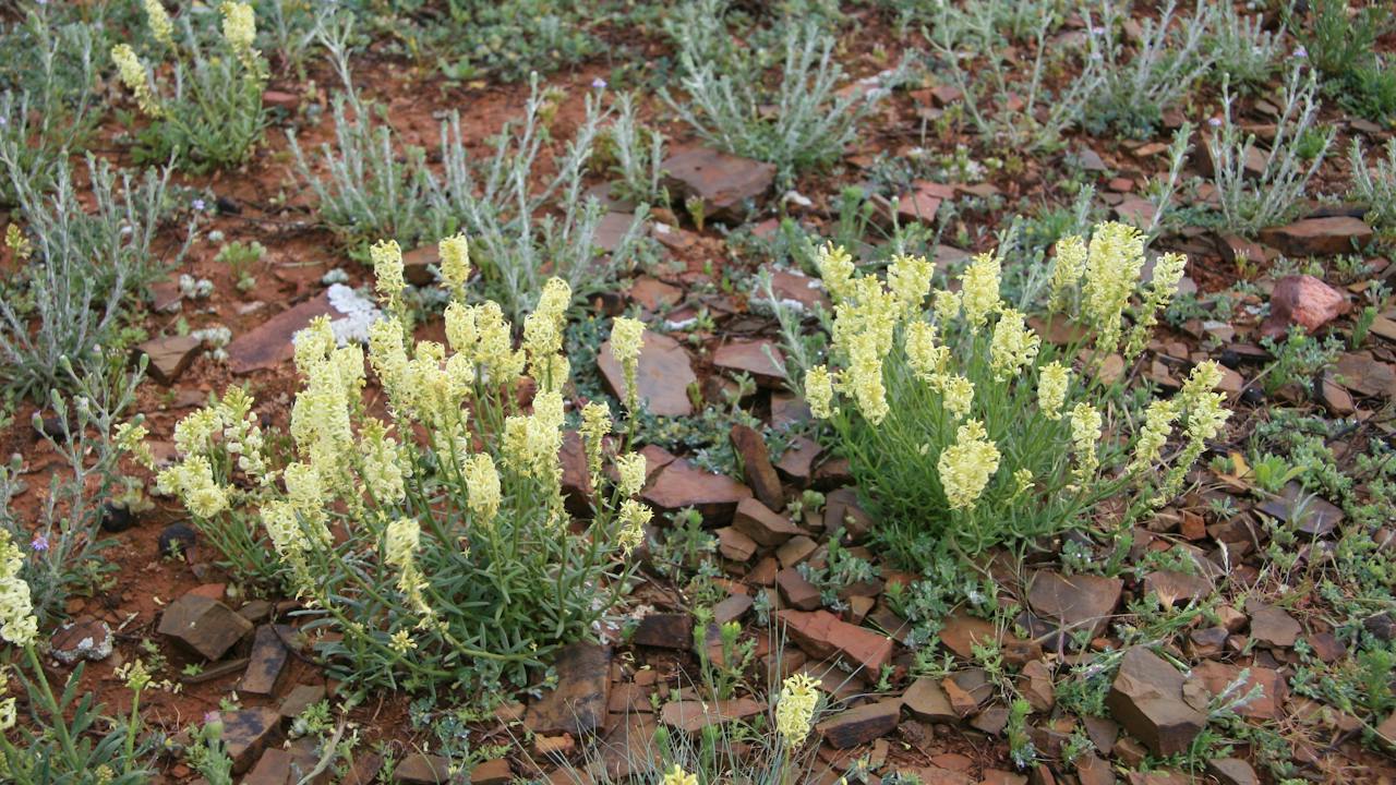 native flowers after rain at brachina gorge