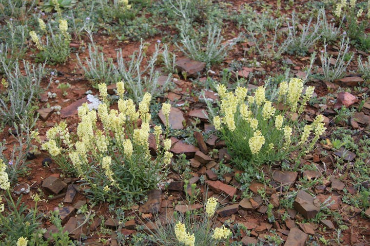 Brachina Gorge Geological Trail