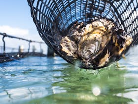 Coffin Bay Oysters being harvested