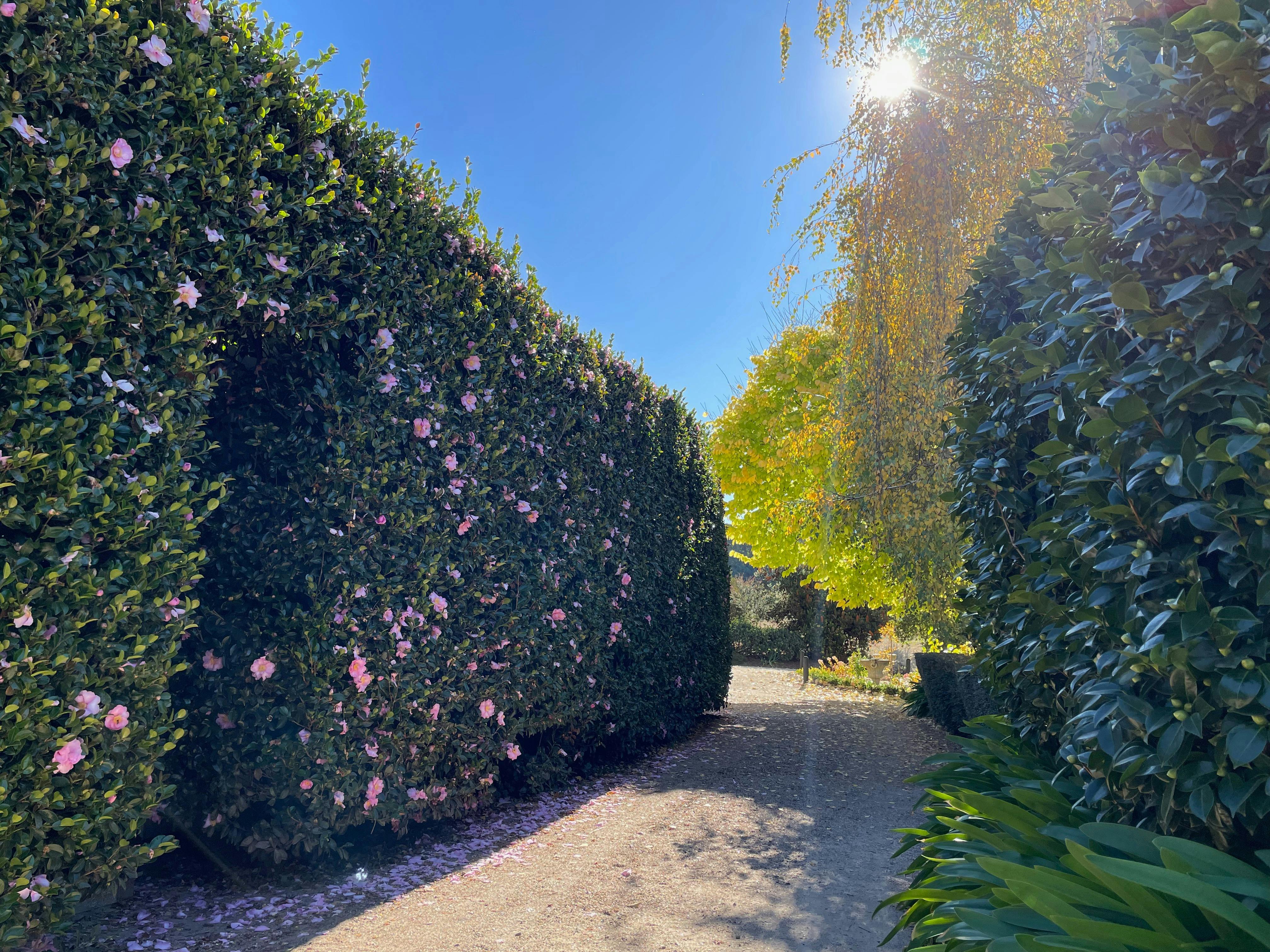 Open Gardens Victoria - The Rowe Garden