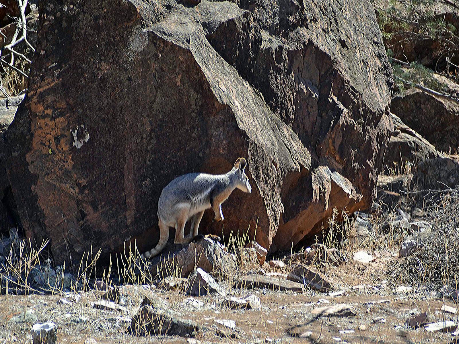 YELLOW FOOTED ROCK WALLABY