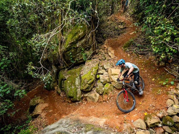 Rider on a trail in the rainforest at Barrington Bike Park
