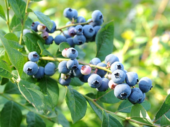 Folly Farm Blueberry Growers