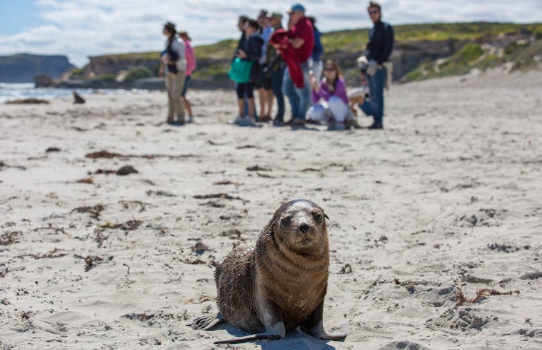 One Day Seal Bay Discovery