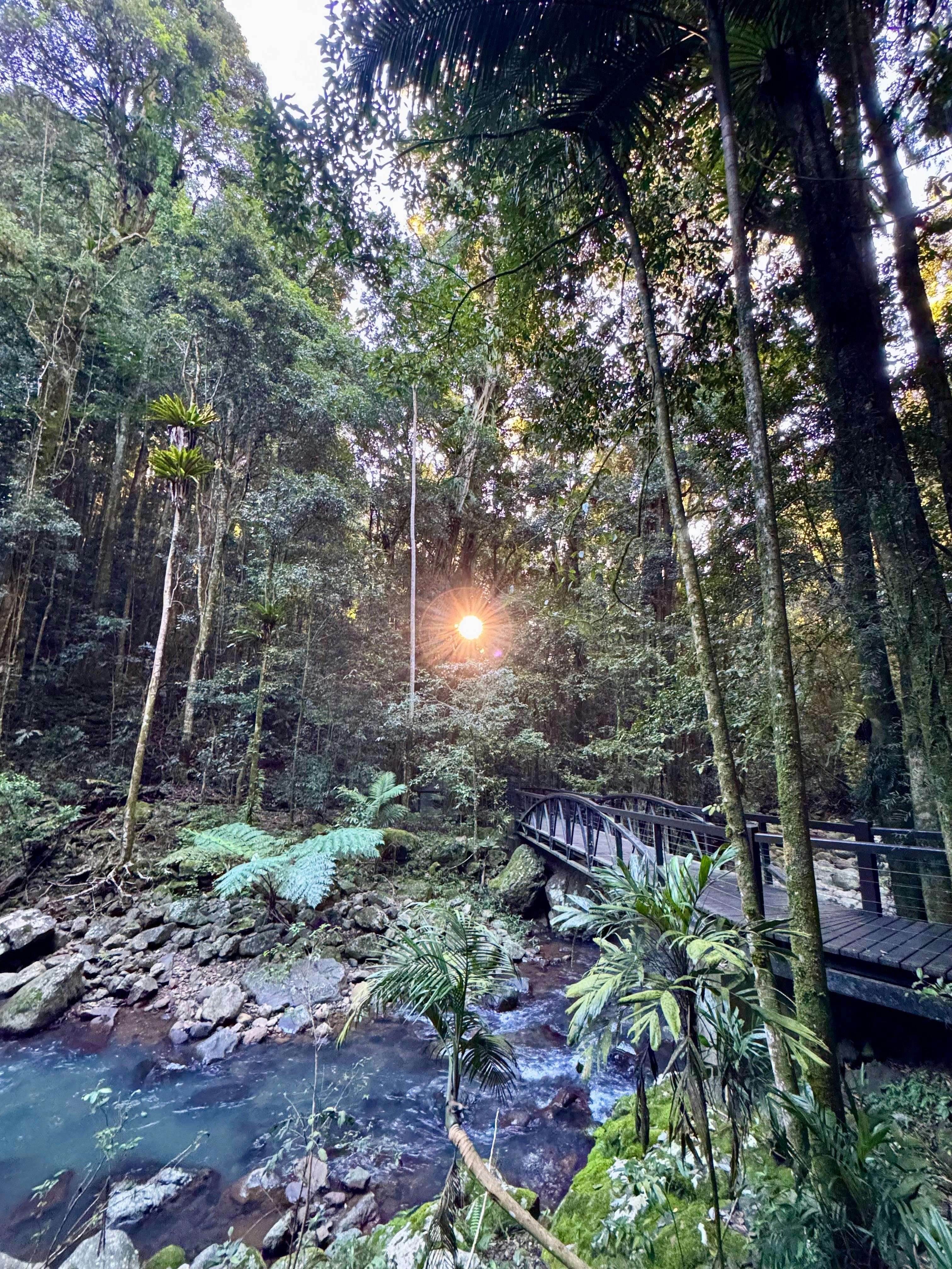 Super 7 Waterfalls and Natural Bridge Tour at Springbrook National Park