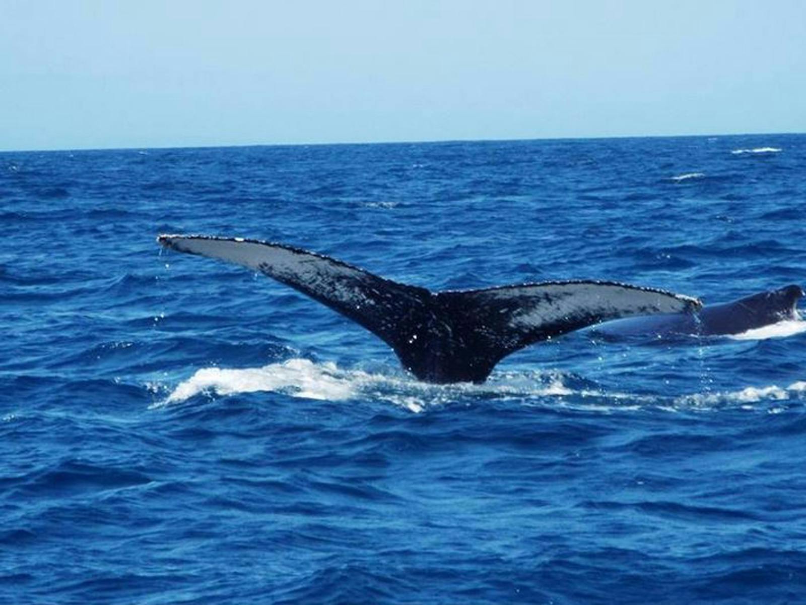 Whale Watching up close & personal
