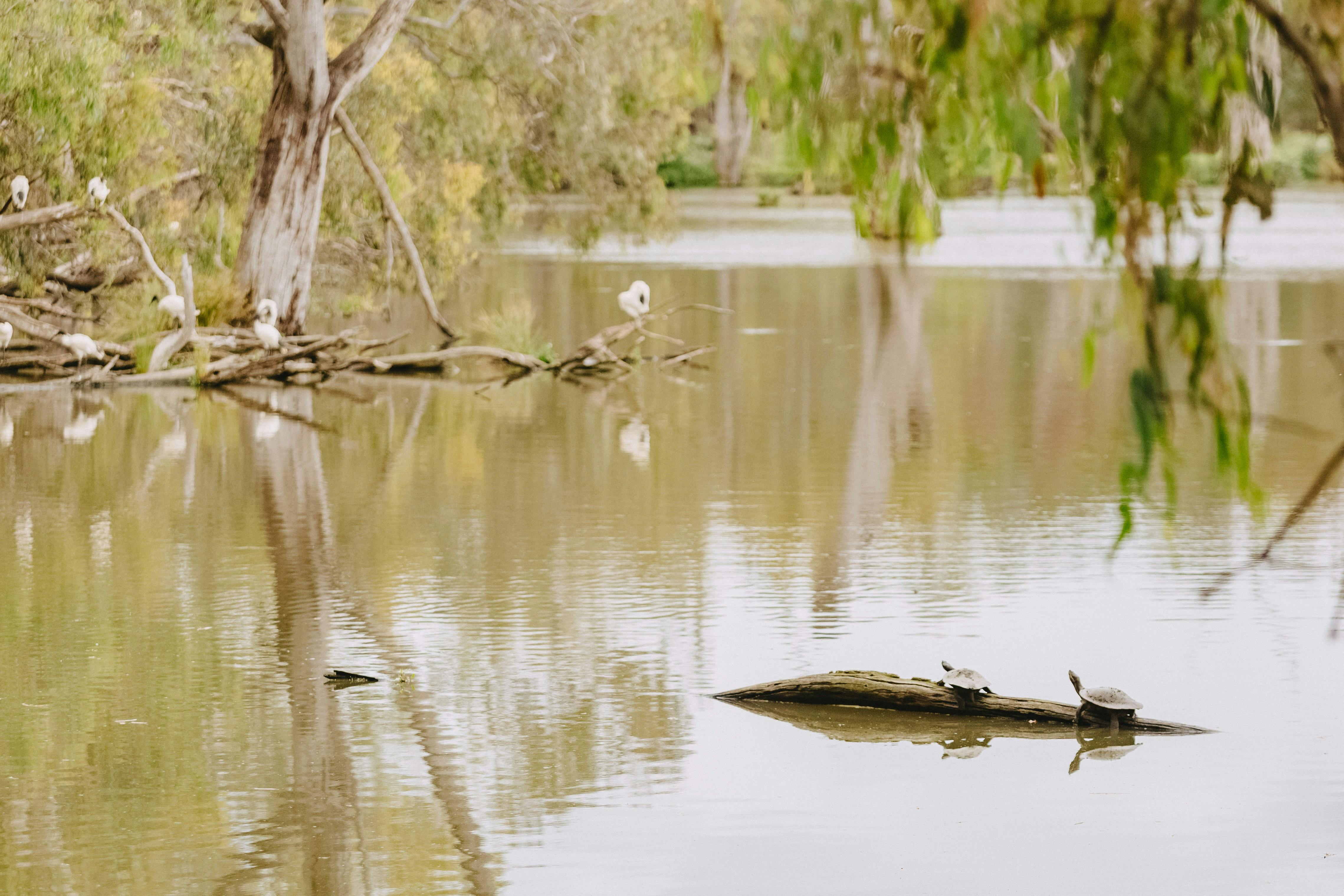 Yindyamarra Sculpture Walk - Horseshoe Lagoon