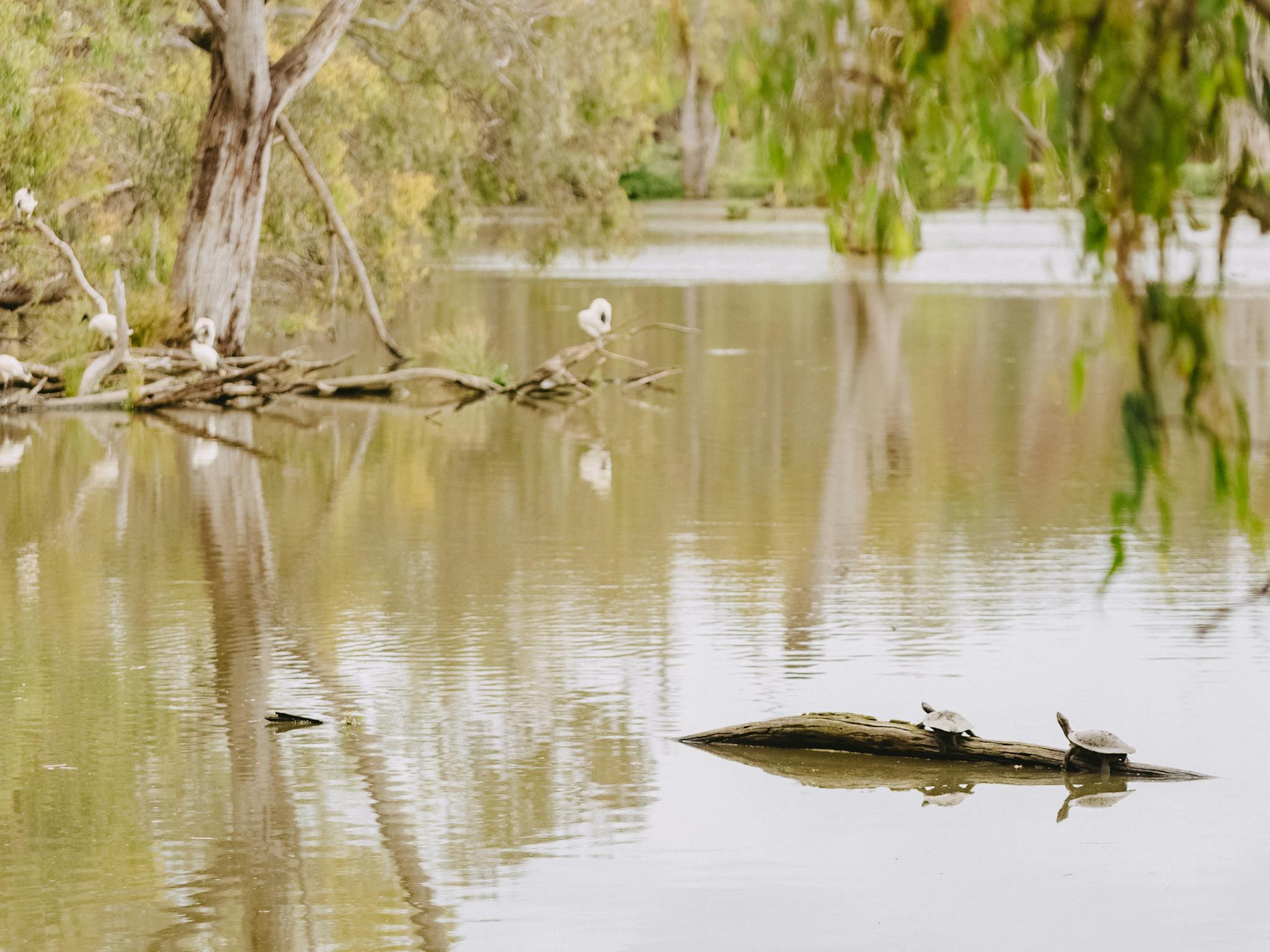 Yindyamarra Sculpture Walk - Horseshoe Lagoon
