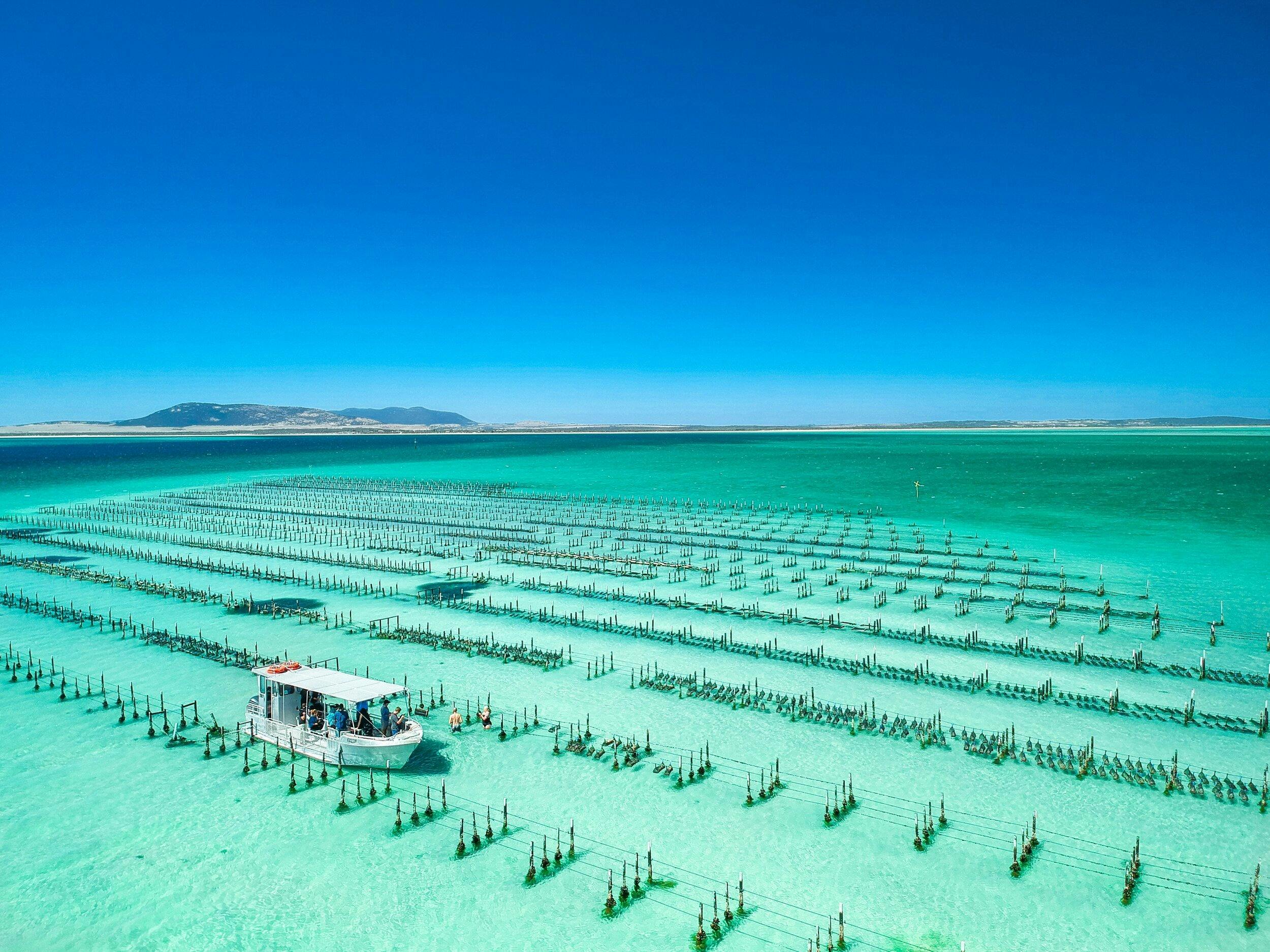 Pure Coffin Bay Oyster Farm