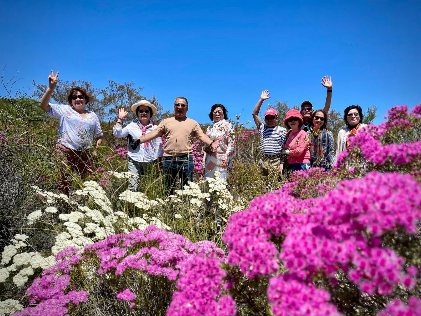 Kalbarri Wildflower Tour-Verticordia