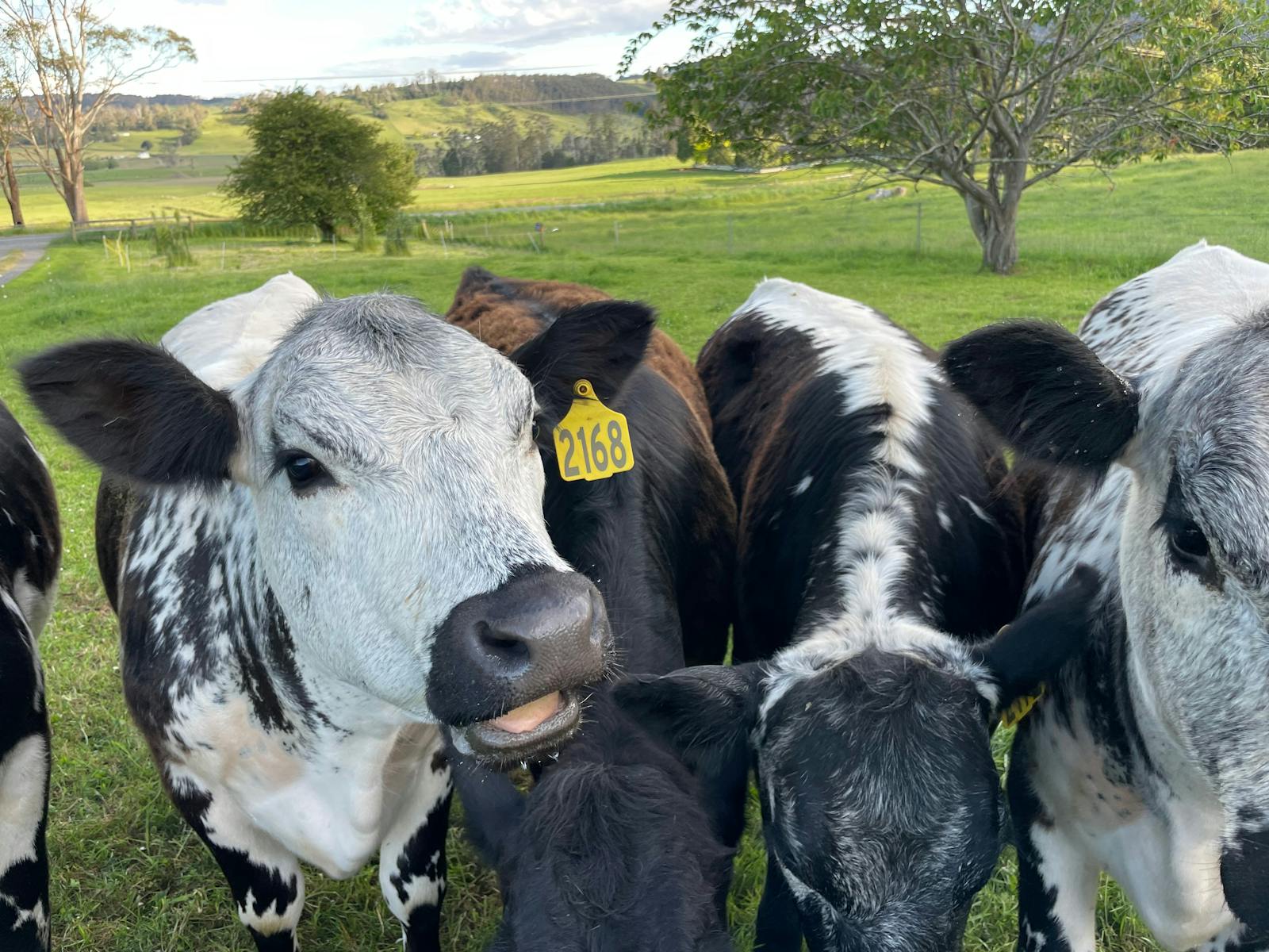 four black and white speckled cows looking at the camera