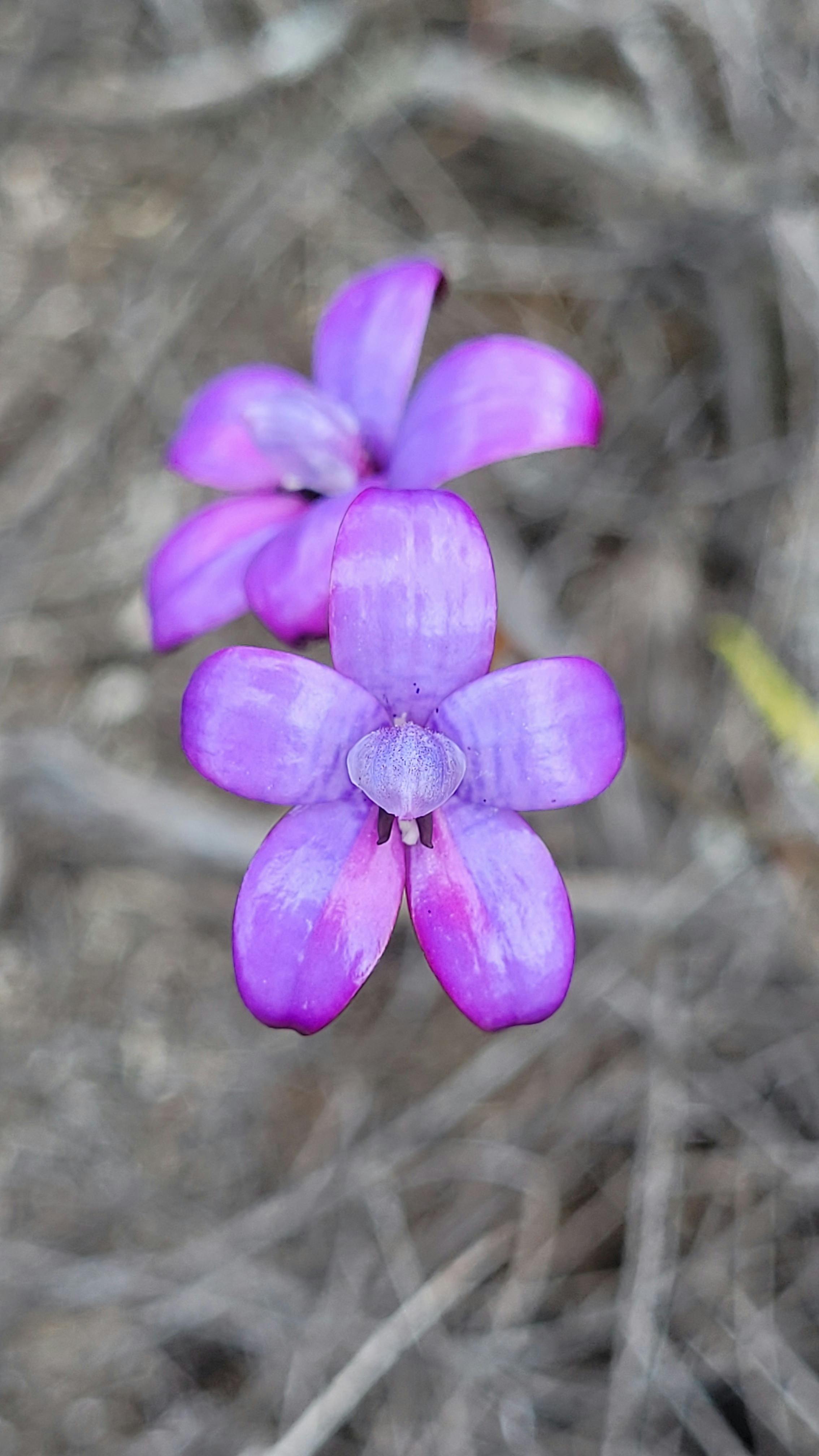 Purple Enamel Orhicd