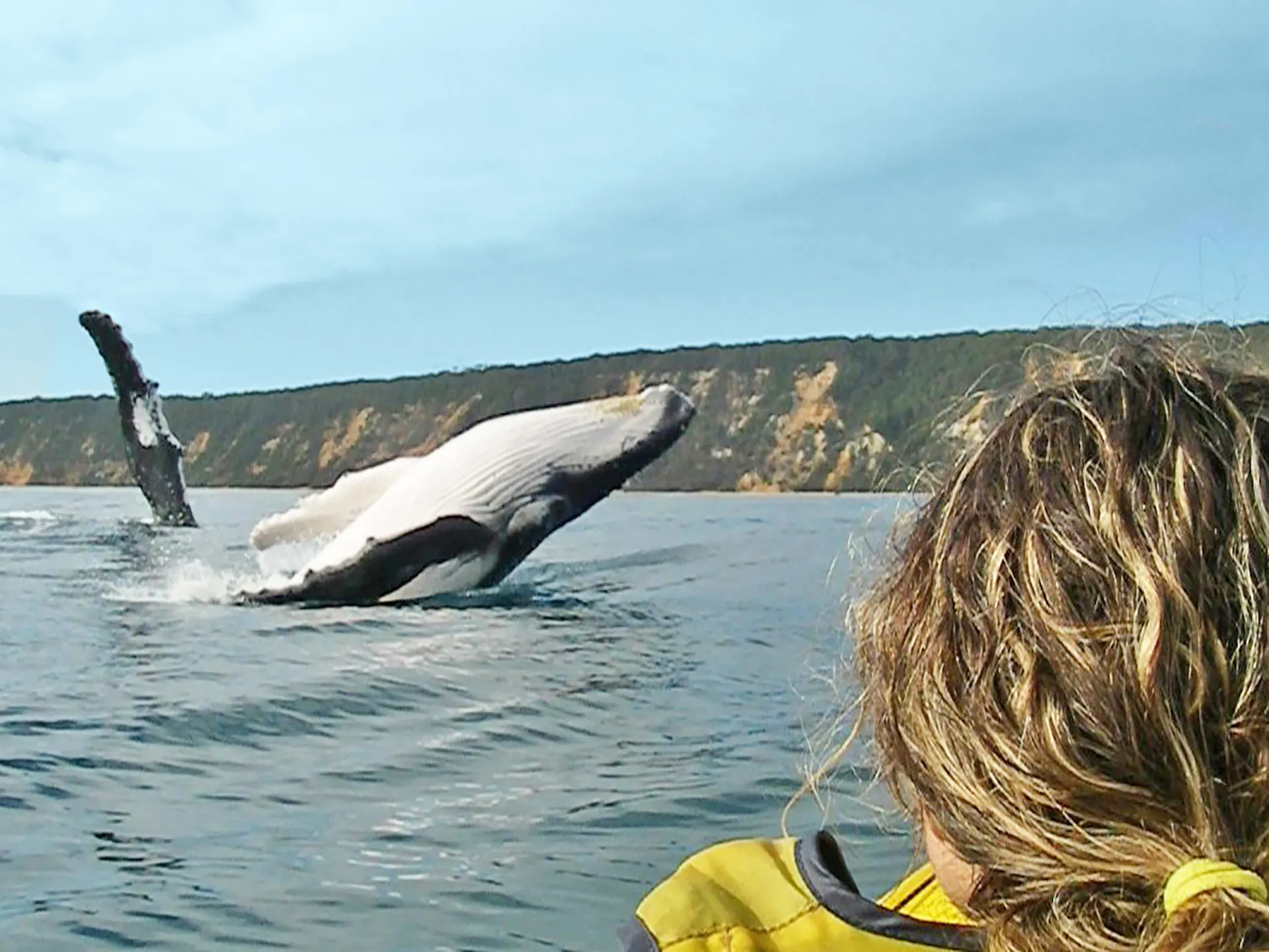 Whale watching ocean kayak tour