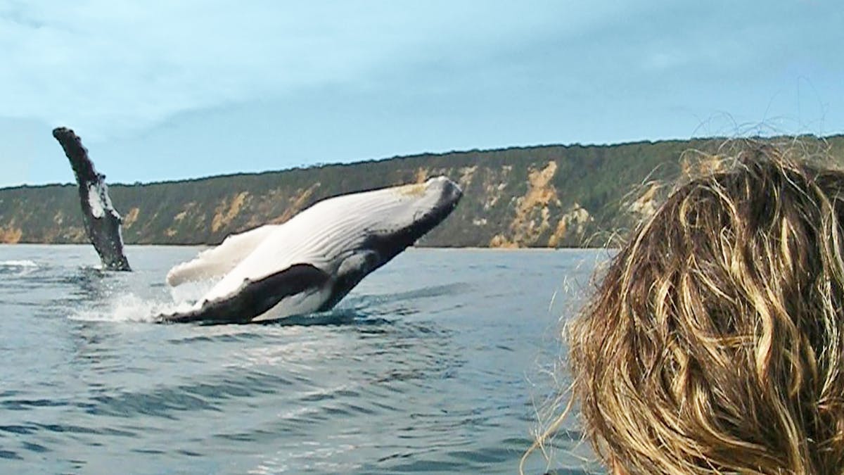 Whale watching ocean kayak tour