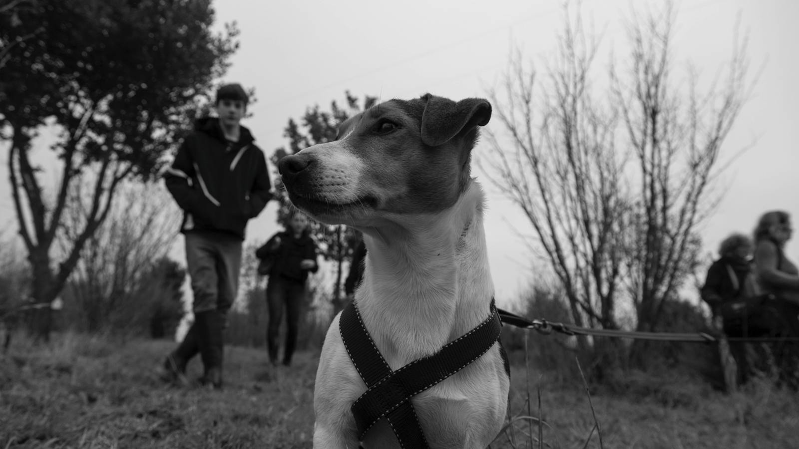 Frisbee -Truffle dog