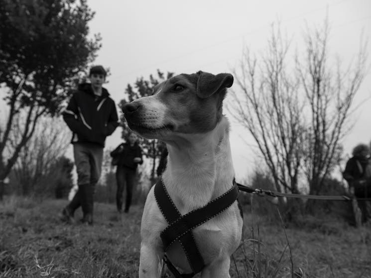 Frisbee -Truffle dog