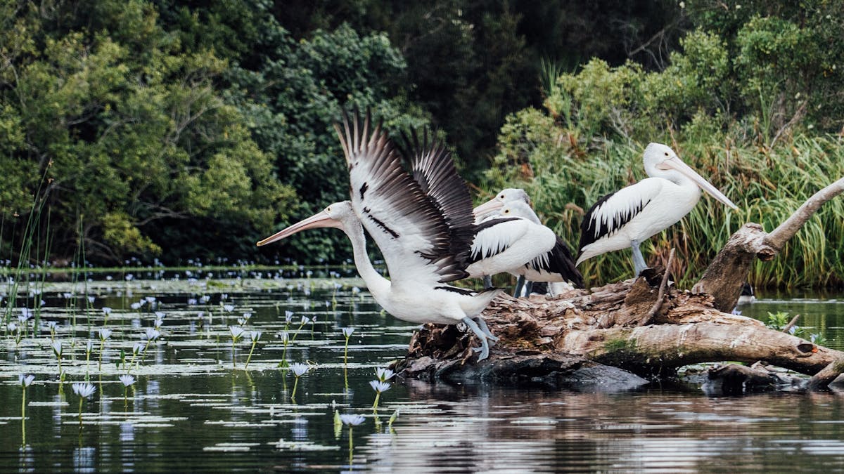 Pelicans in Australia's Everglades. Abundant wildlife spotting on all Everglades tours.