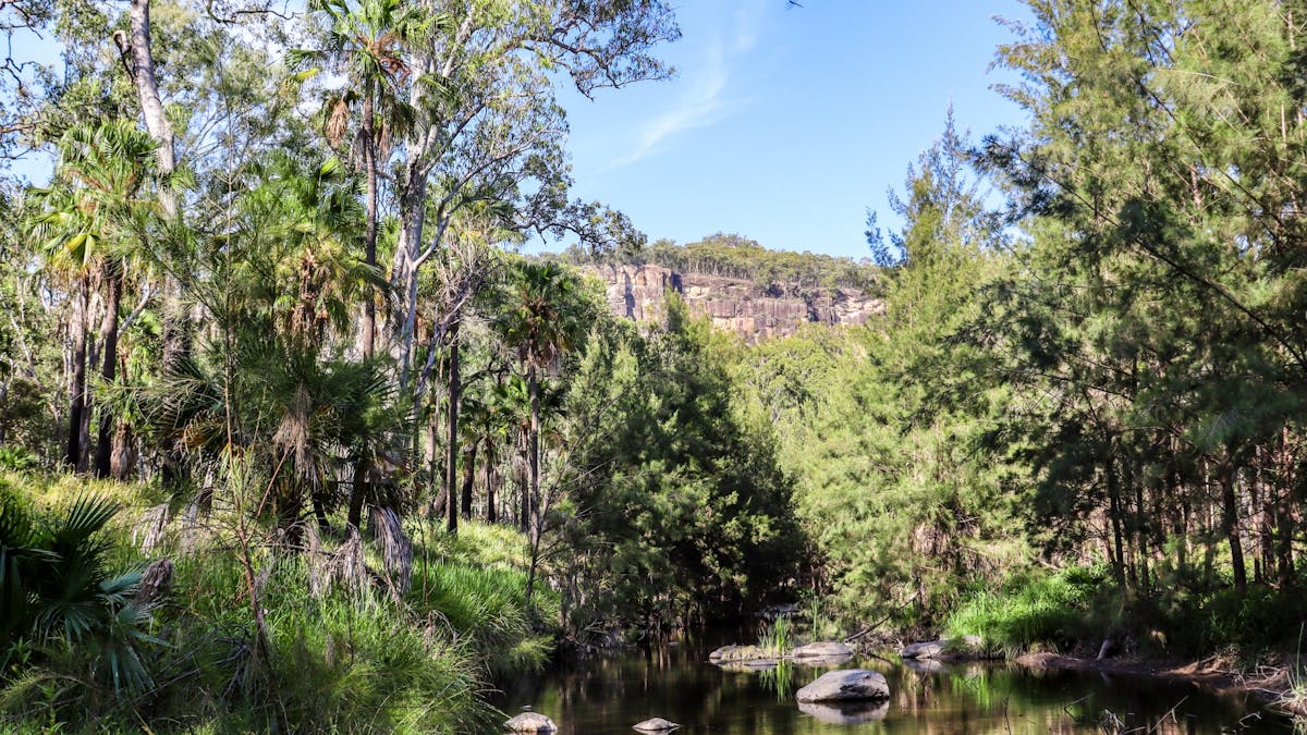 Image depicting sandstone cliffs of Carnarvon Gorge overlooking Carnarvon Creek