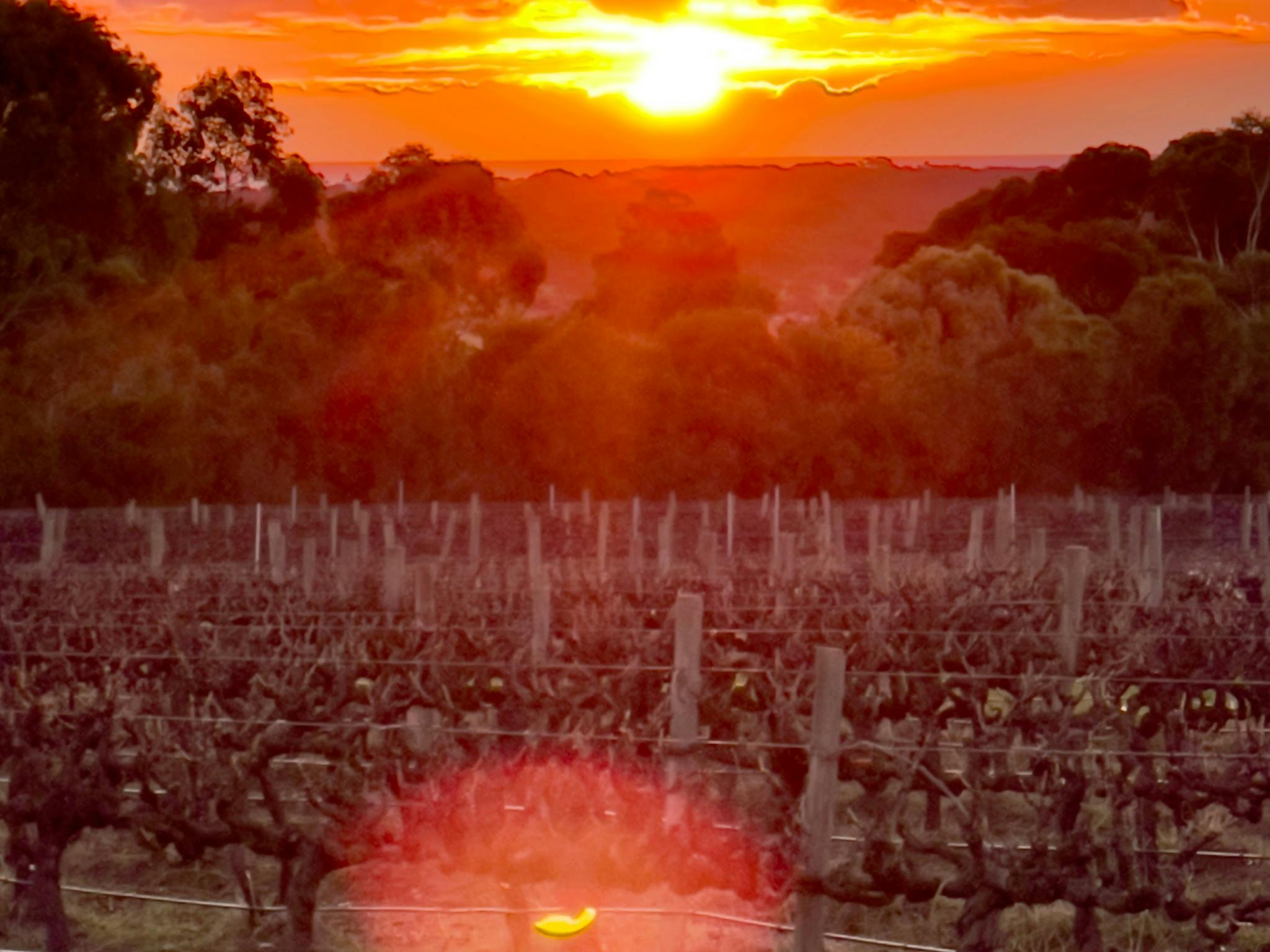 Organic vineyard views