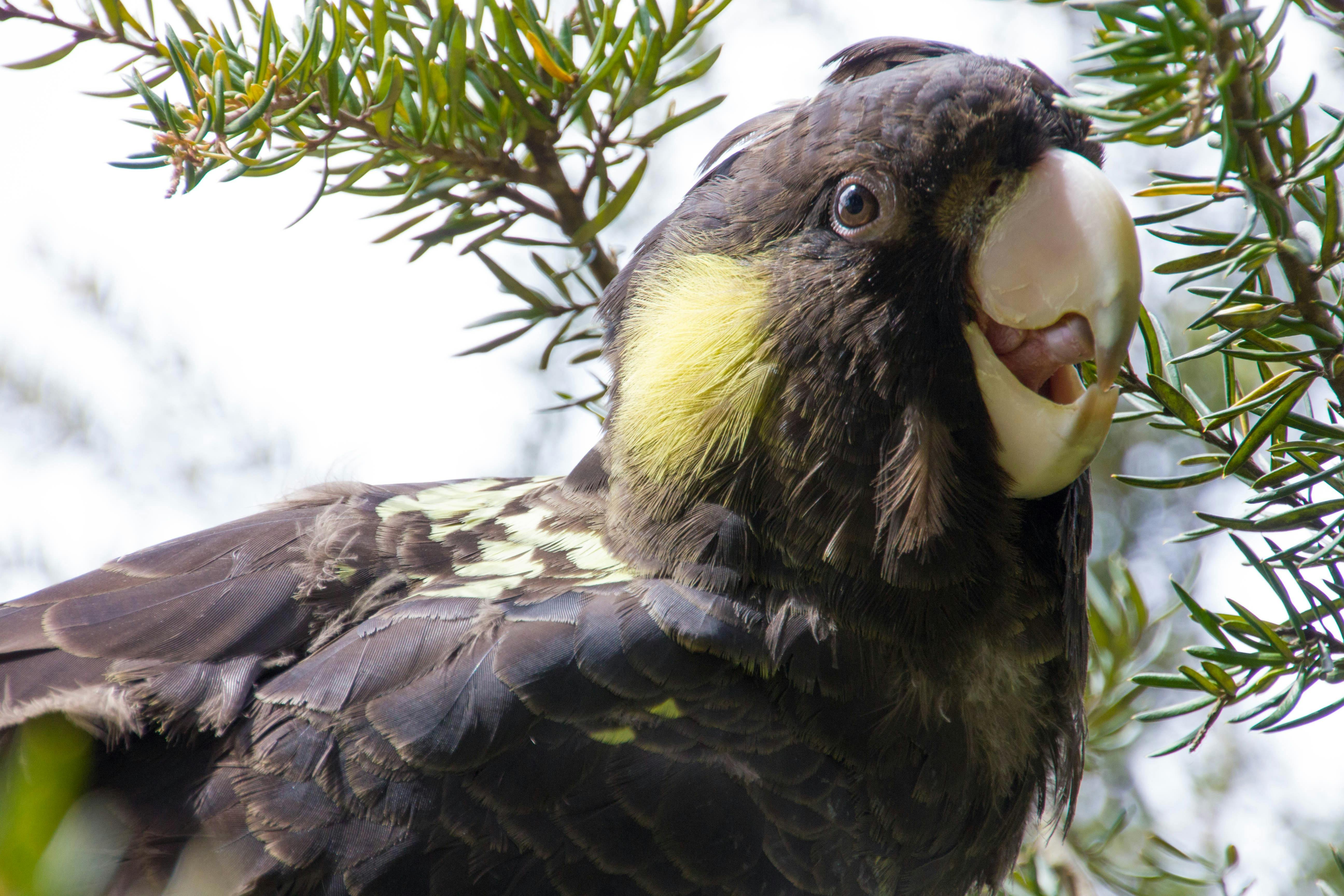 Yellow Tailed Black Cockatoo