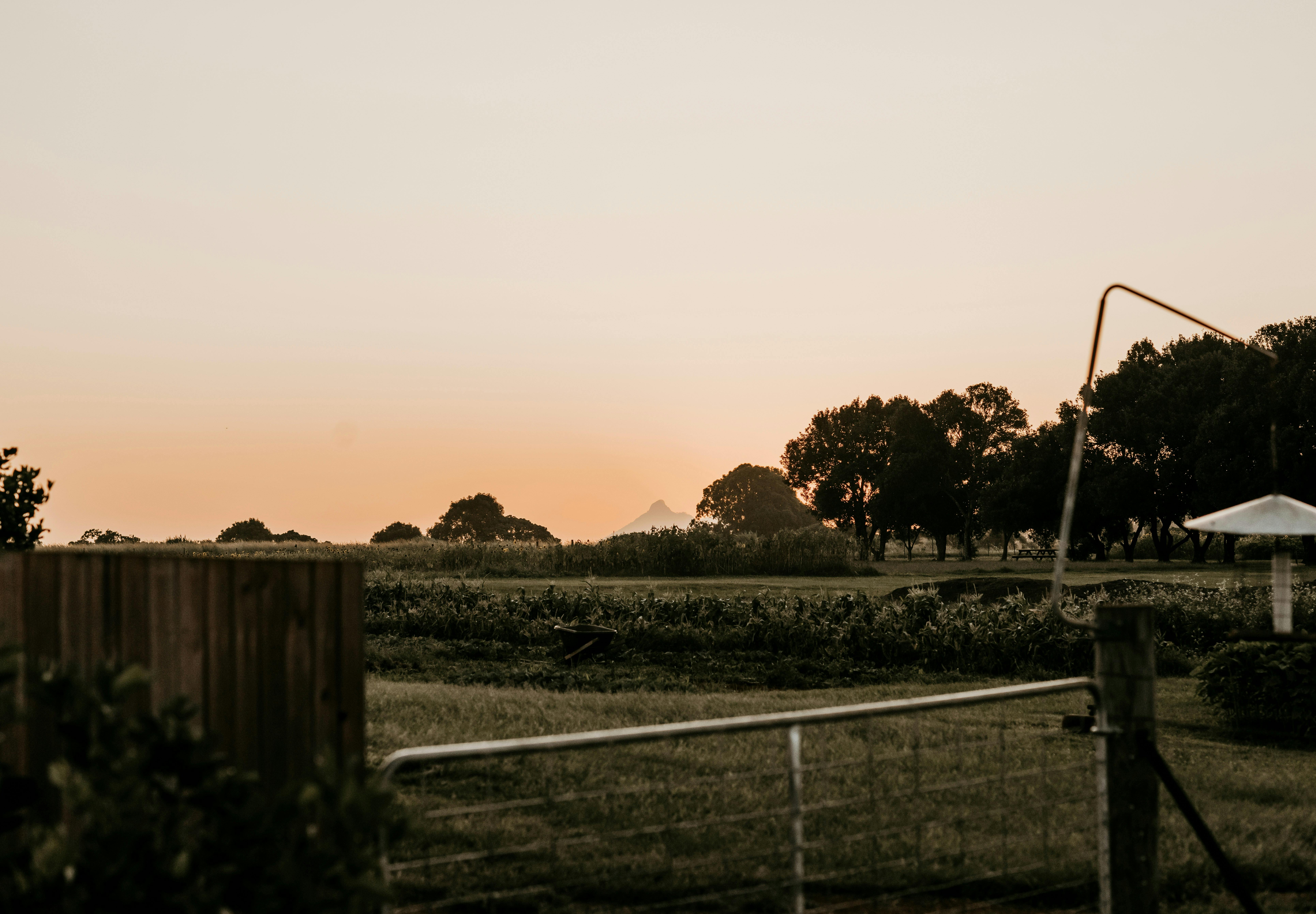 Views from the restaurant and farm to Wollumbin (Mt Warning) in the distance.