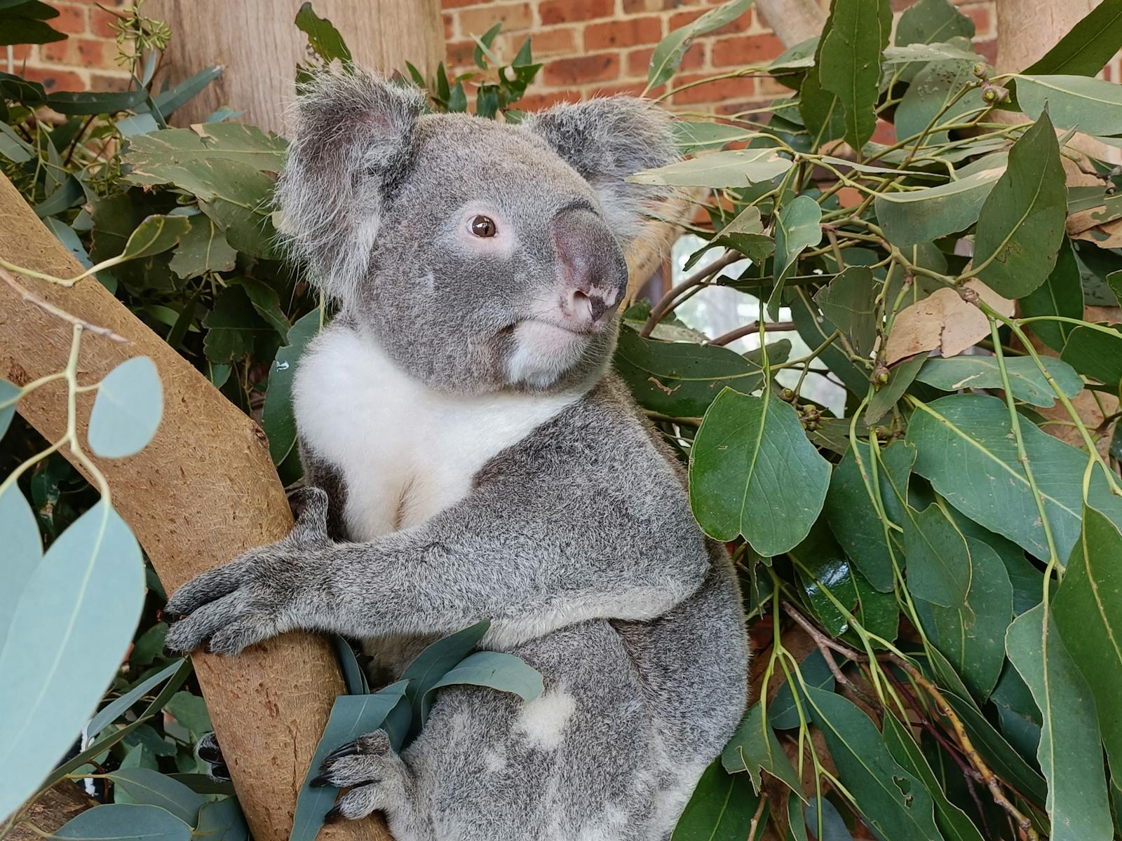 Koala bear sitting in tree