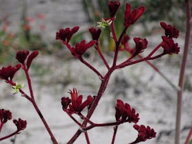 Fitzgerald Biosphere