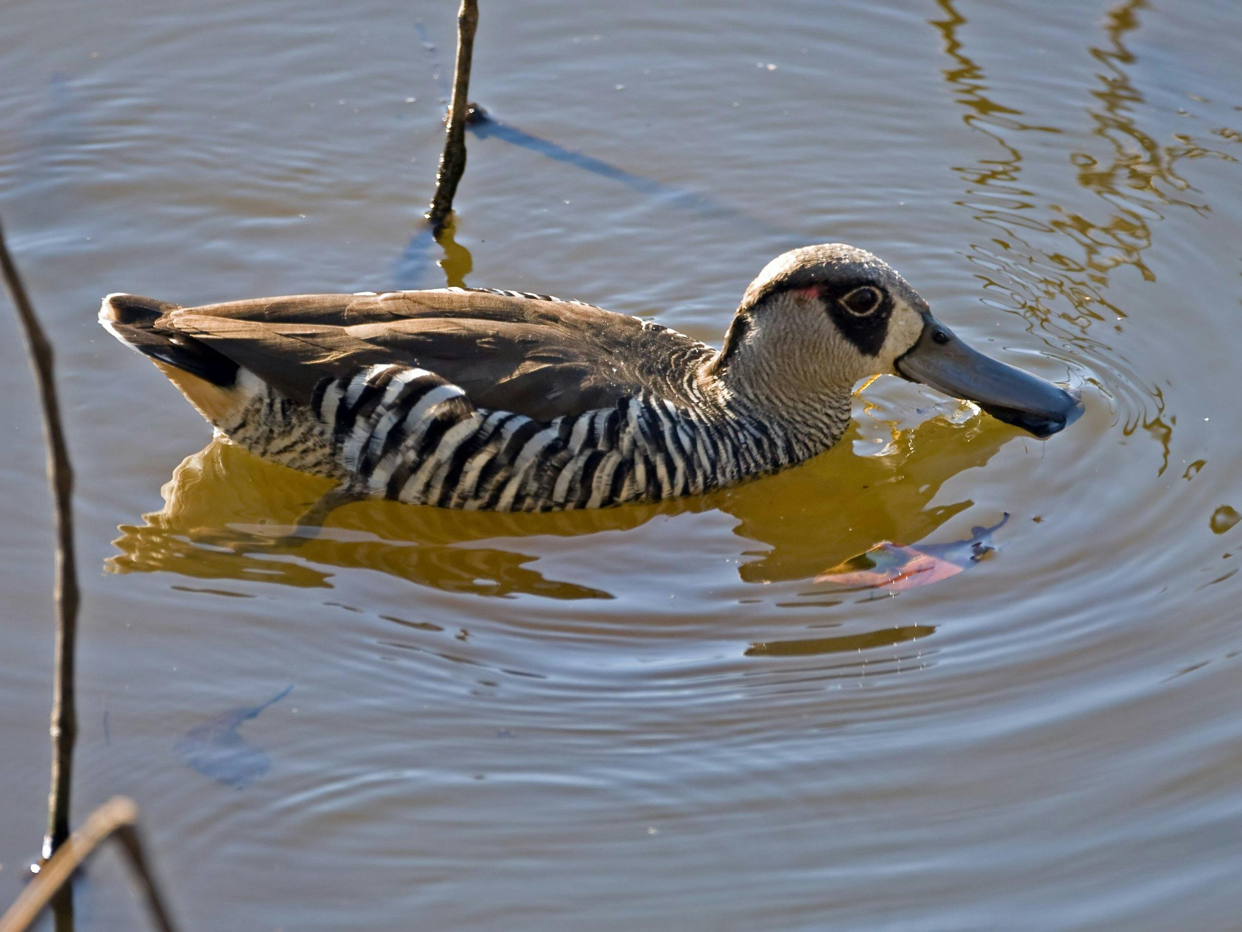 Gleeson Wetlands