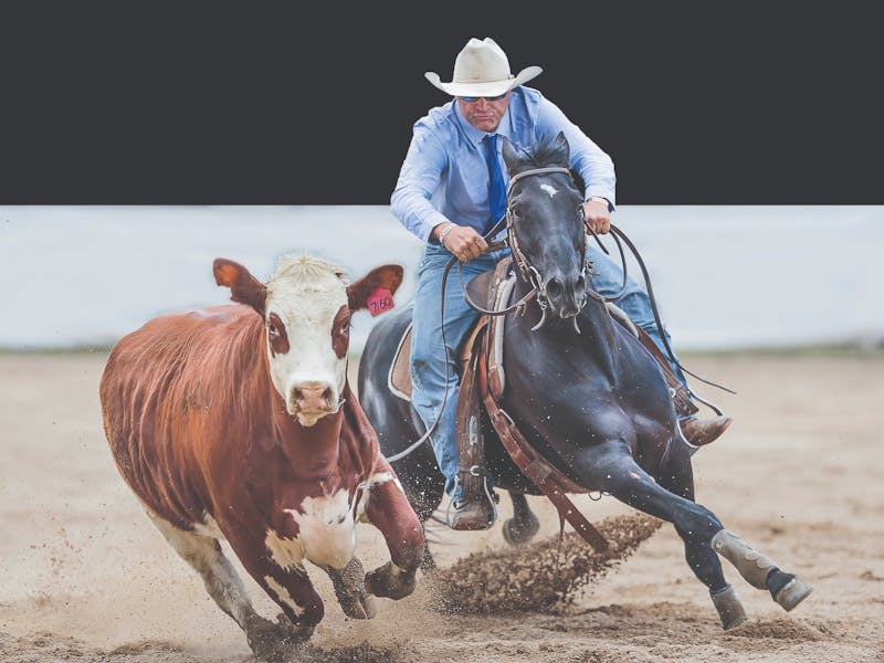 Gold Buckle Campdraft