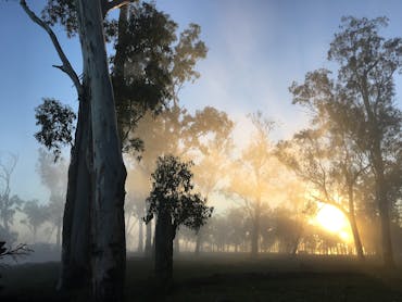 Golden hour sunset rays through trees in the Granite Belt Golden hour sunset rays through trees in the Granite Belt