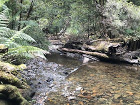 Image for Tarkine Immersion - Forest Therapy Walk