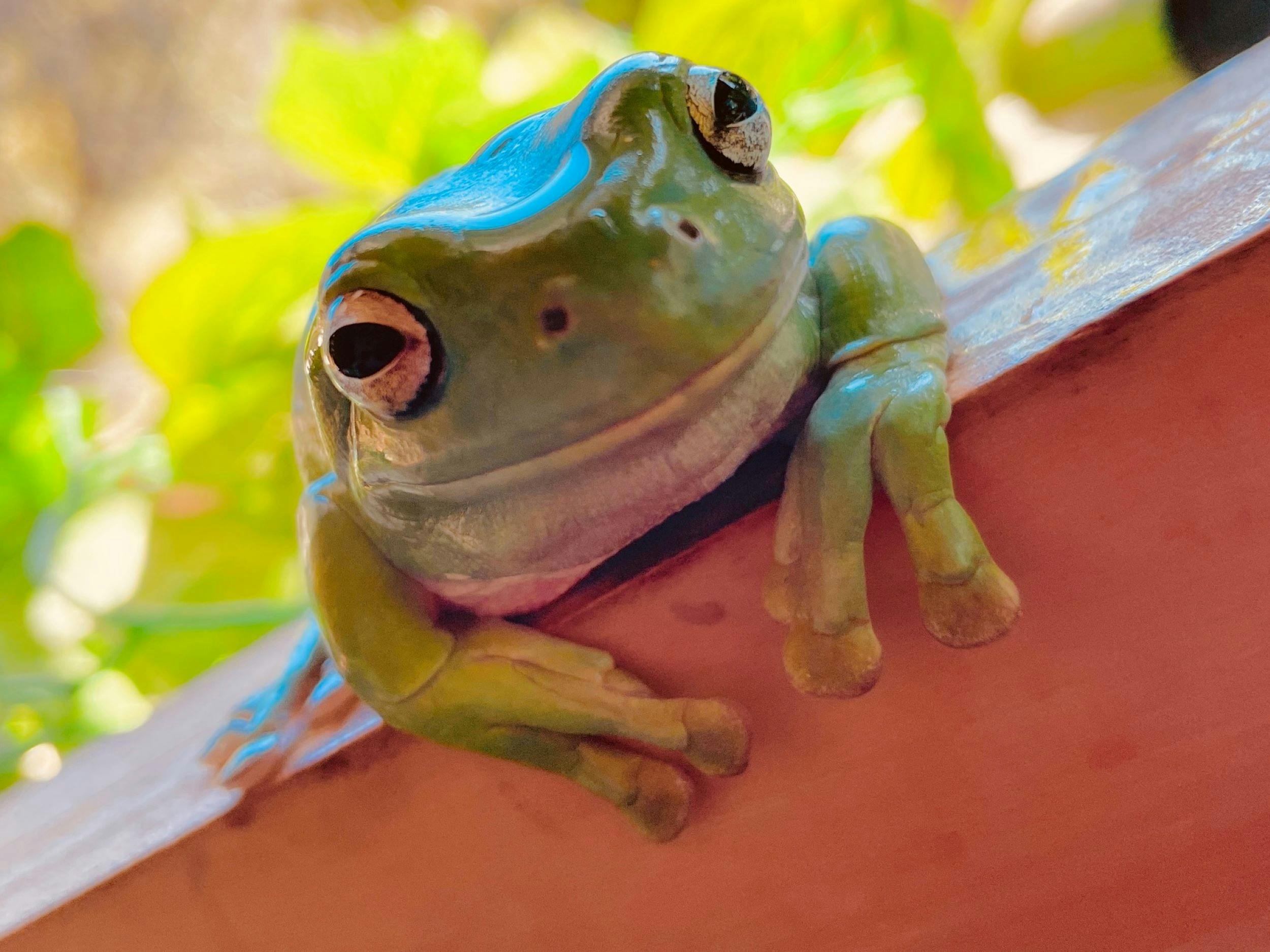 Green tree frog