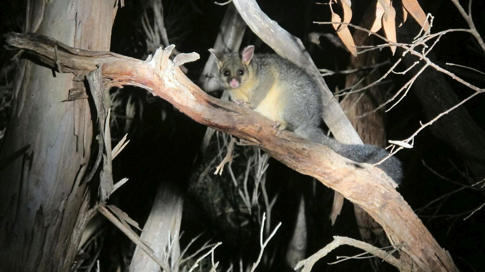 Possum