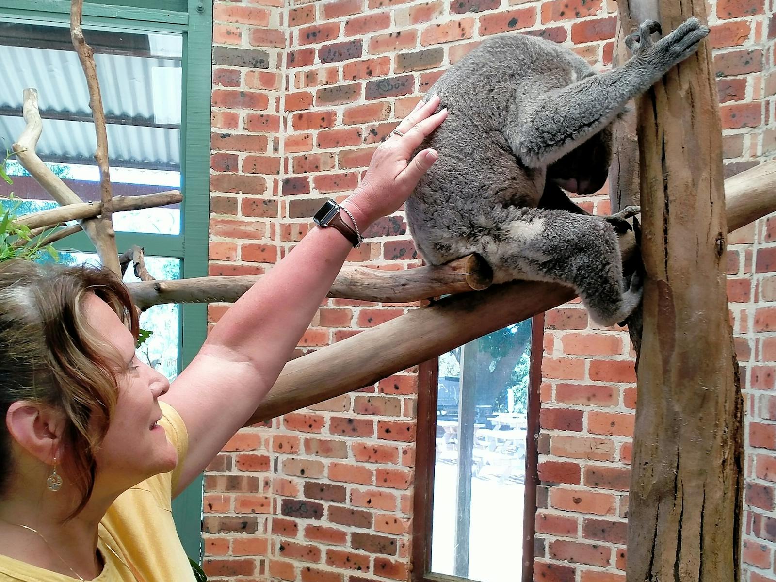 Lady pats a koala in a tree