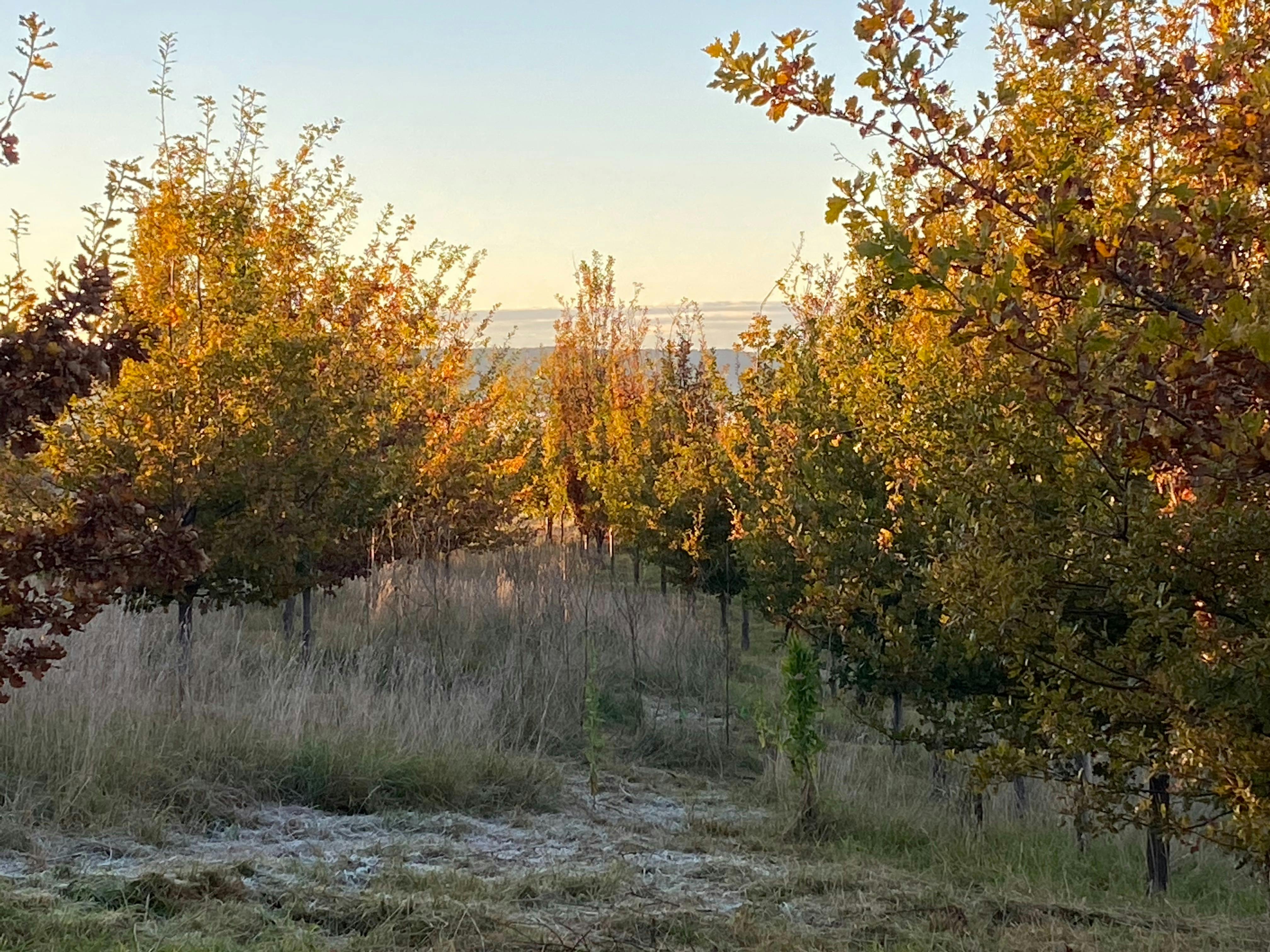 Frost amongst oak trees