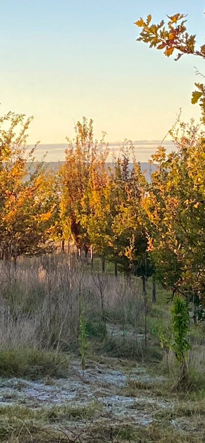 Frost amongst oak trees