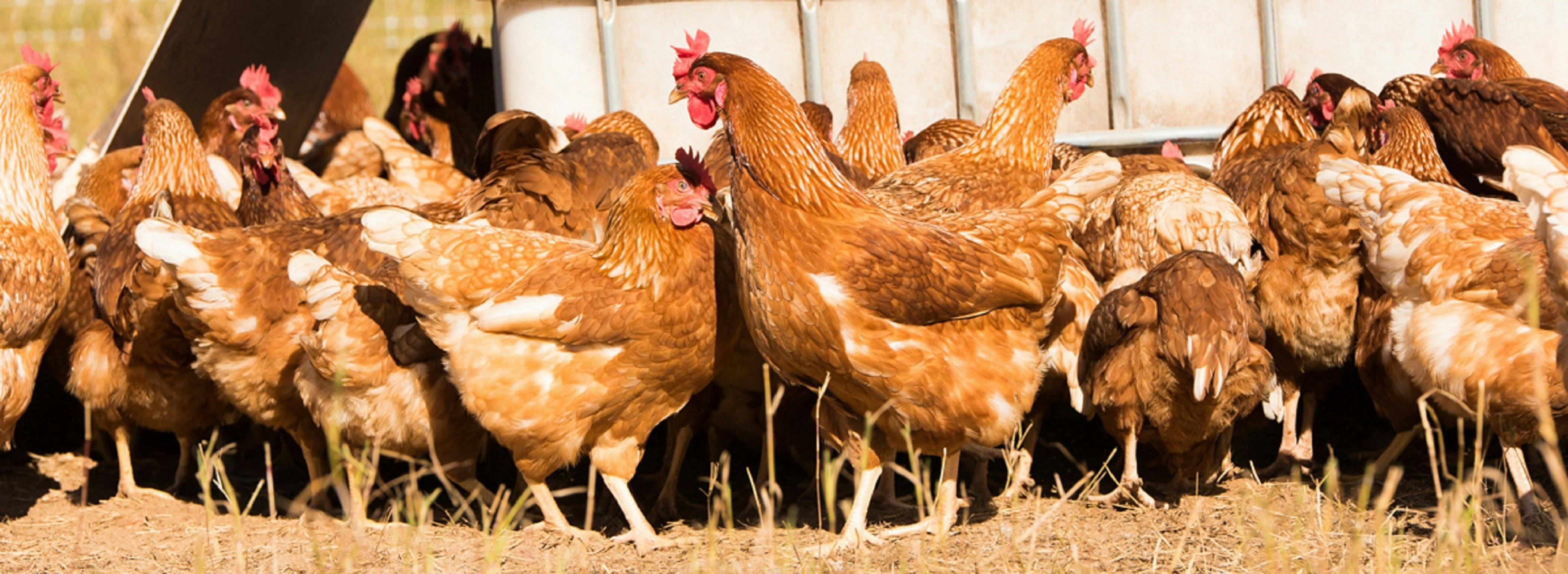 Flagstone Creek image