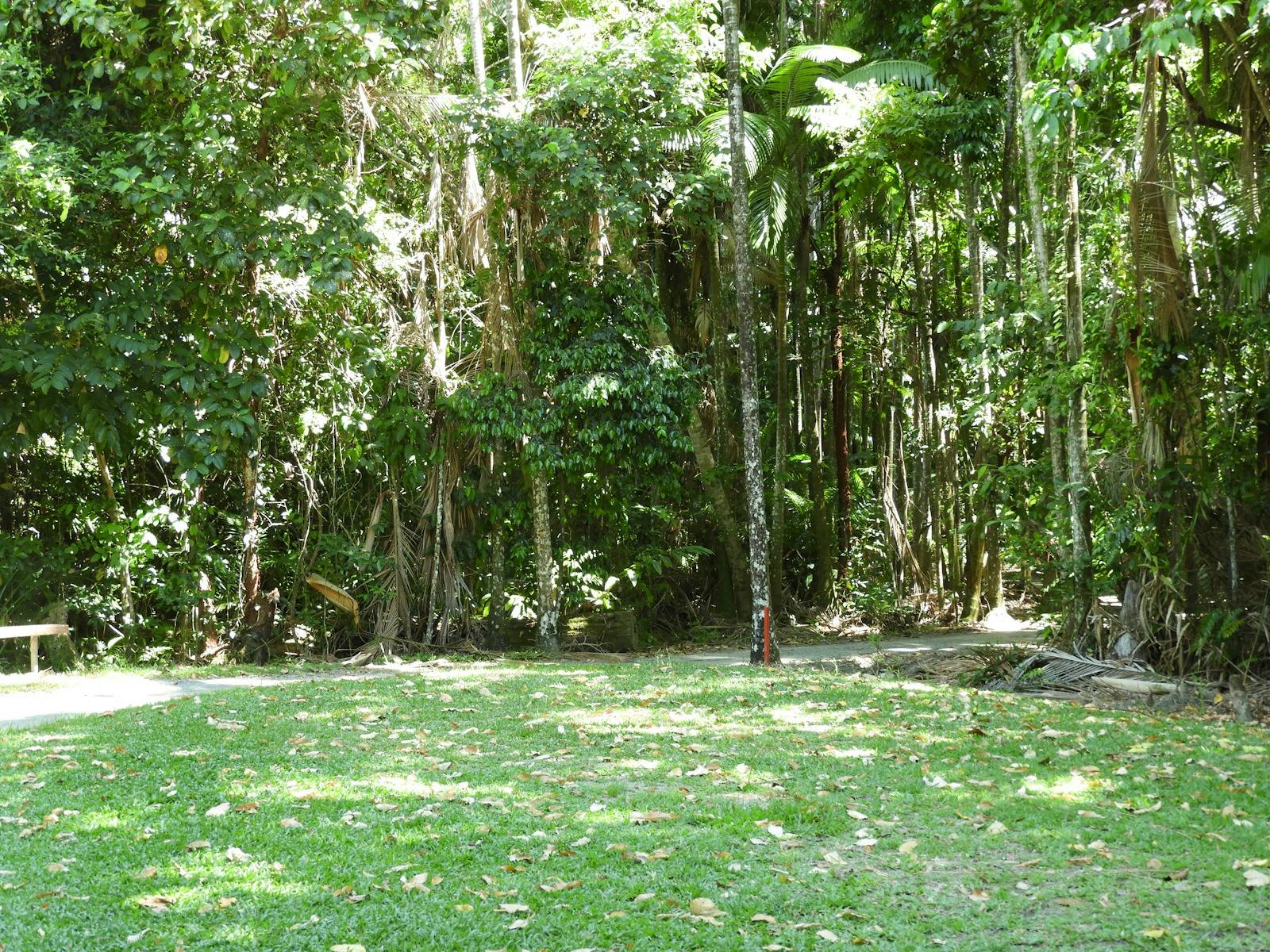 Jungle foilage everywhere Jungle foilage everywhere
